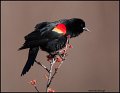 _1SB6551 red-winged blackbird